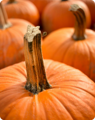 orange pumpkins