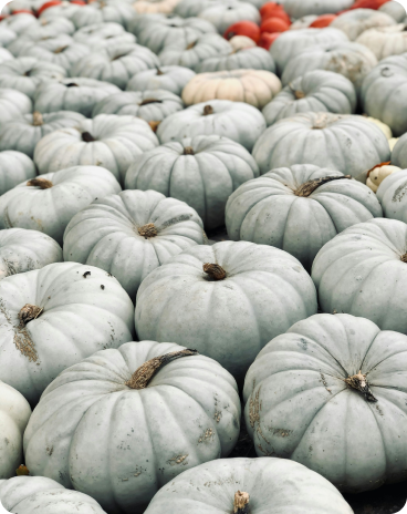 white pumpkins